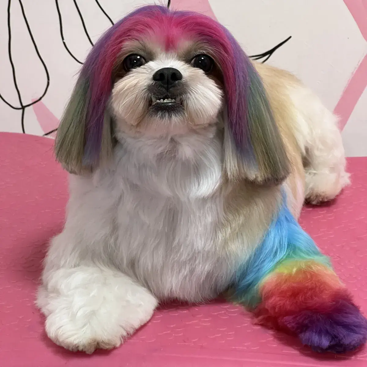 Shih Tzu com coloração arco-íris feita com Collora