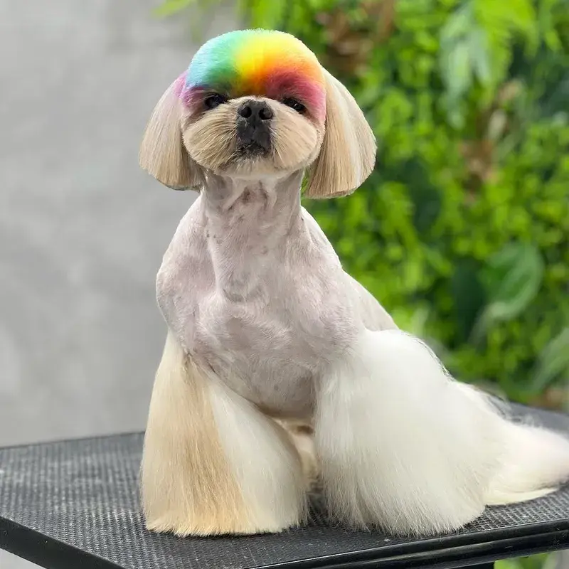 Pet com coloração Collora, resultado 1