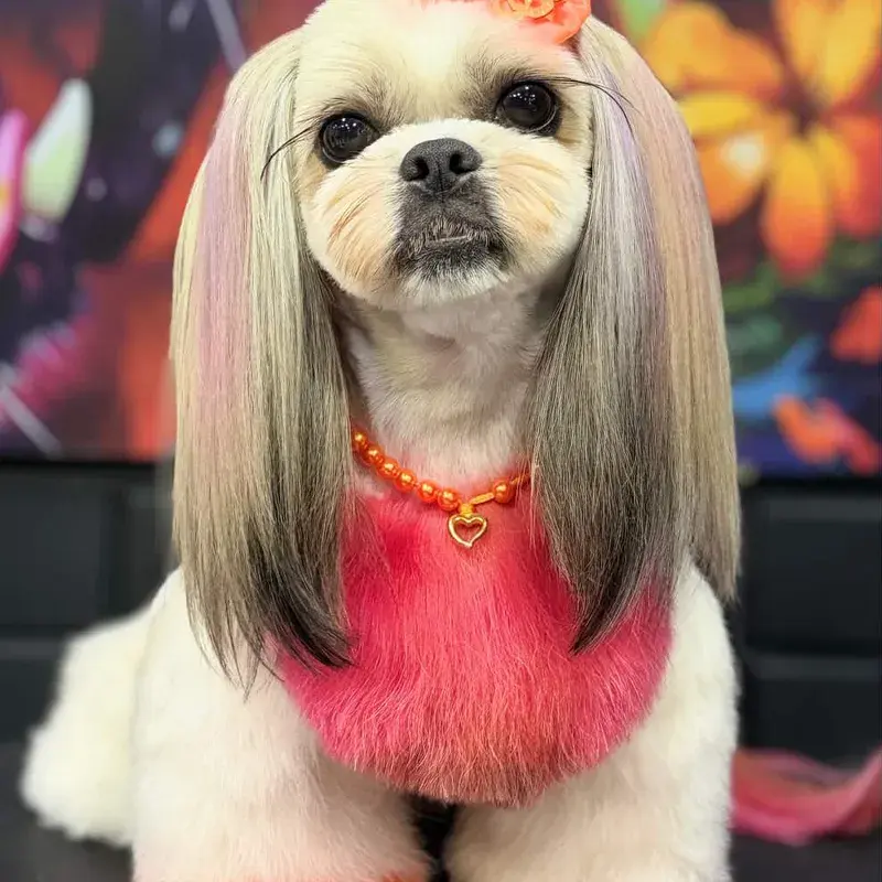 Pet com coloração Collora, resultado 2