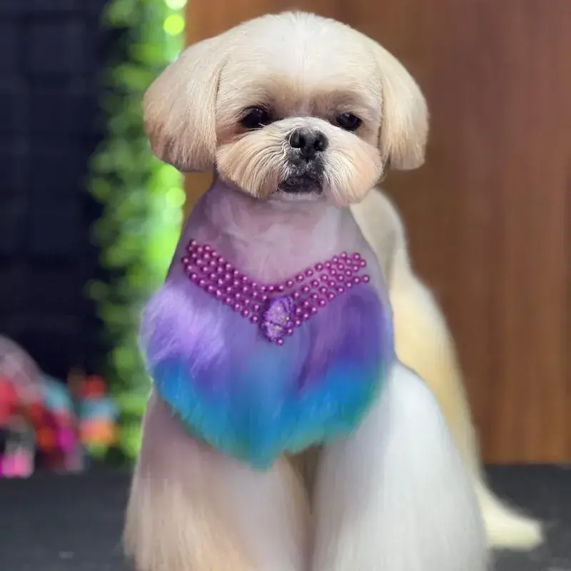 Pet com coloração Collora, resultado 3
