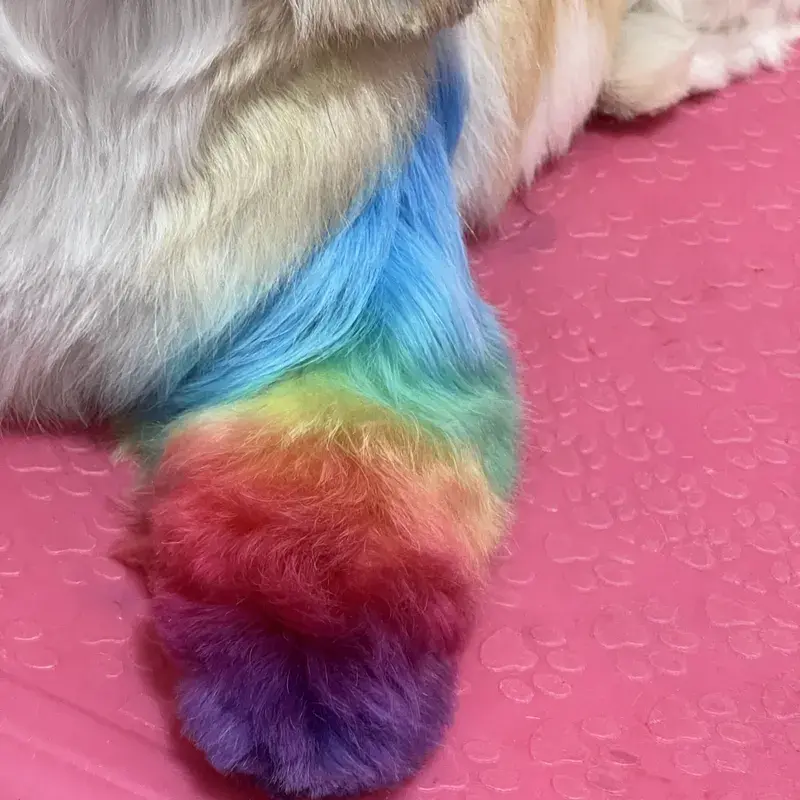 Pet com coloração Collora, resultado 4