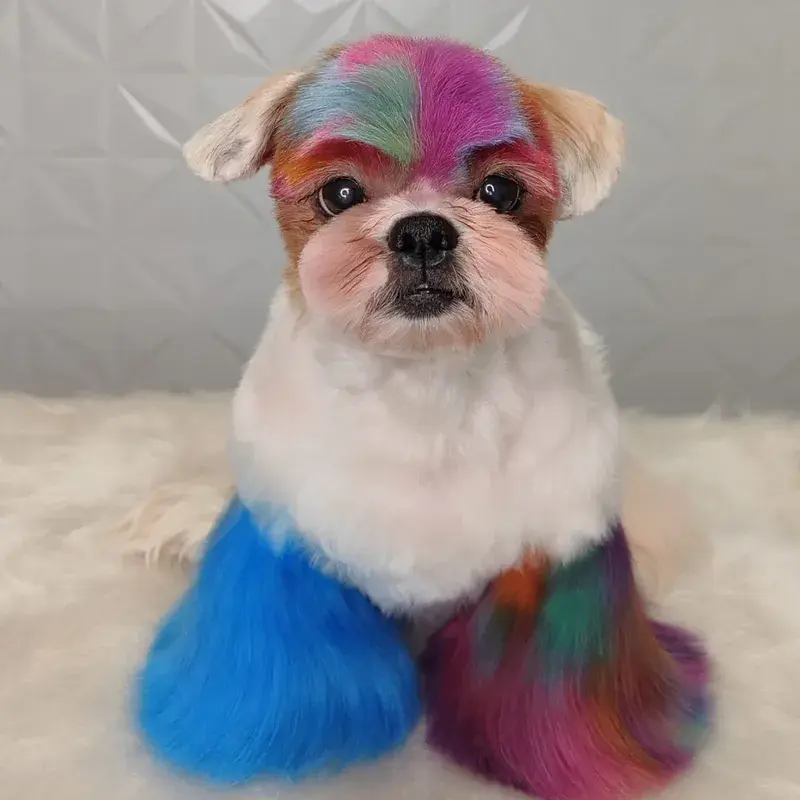 Pet com coloração Collora, resultado 7