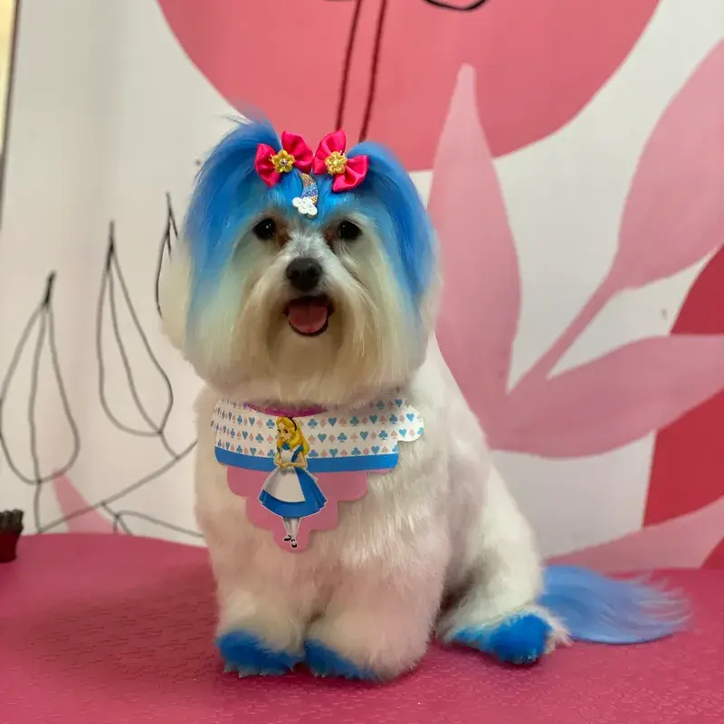 Pet com coloração Collora, resultado 8